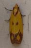 Agapeta zoegana